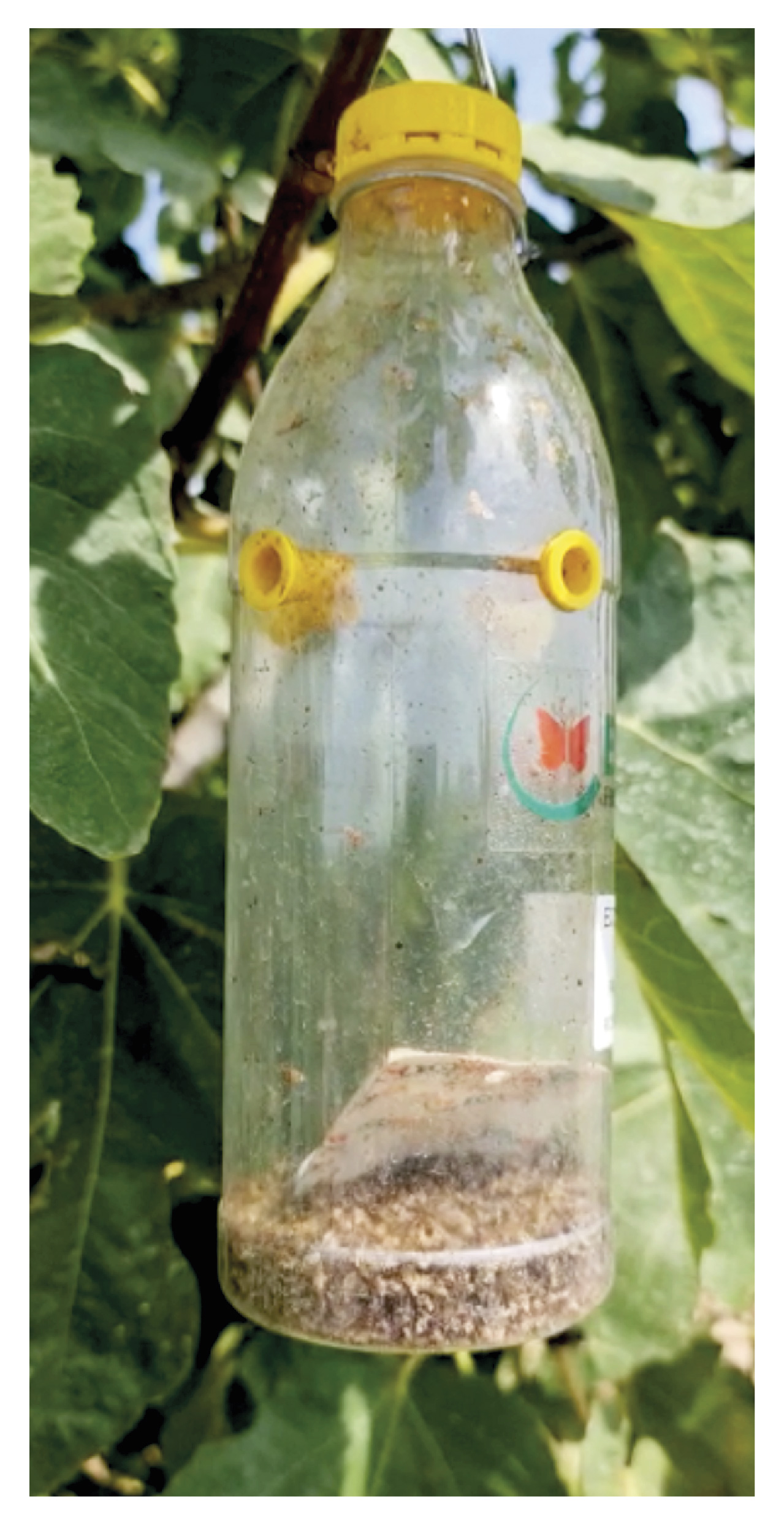 4-CAPTURAS CERATITIS